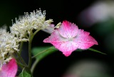 紅白の紫陽花