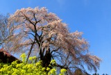 不動桜