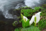 水芭蕉