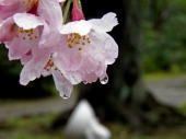 宮原　養治侶