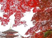 宮原　養治侶