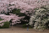 宮原　養治侶