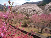 宮原　養治侶