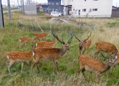 宮原　養治侶