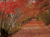 宮原　養治侶