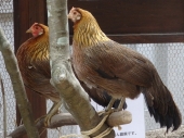 宮原　養治侶