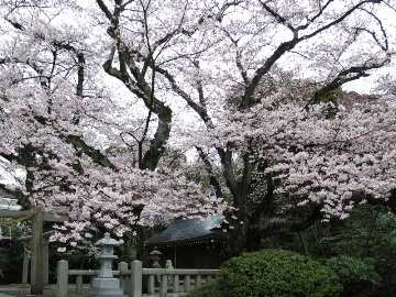 小雨に煙る熊野神社の桜