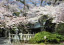 桜満開の熊野神社