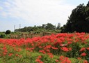 彼岸花の咲く風景