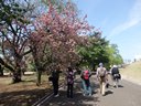 「桜の下の友」小磯福雄さん撮影