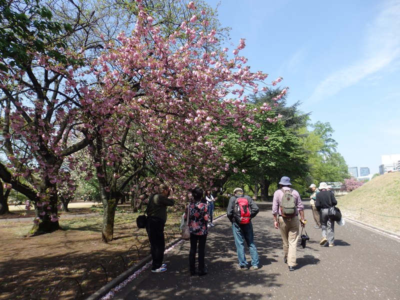 「桜の下の友」小磯福雄さん撮影