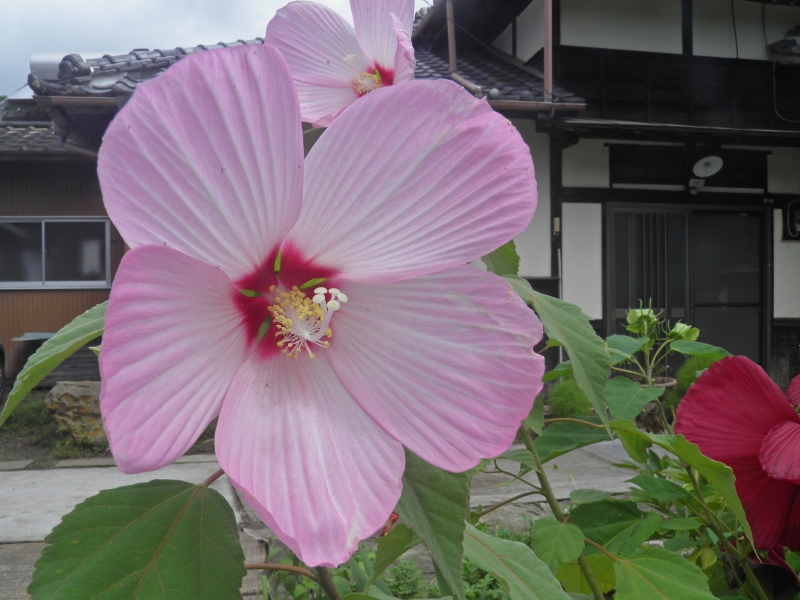 『庭先の彩り』宮原養治侶さん撮影