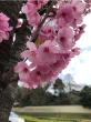 『東京北の丸公園の今年の赤い桜』髙松良一さん撮影
