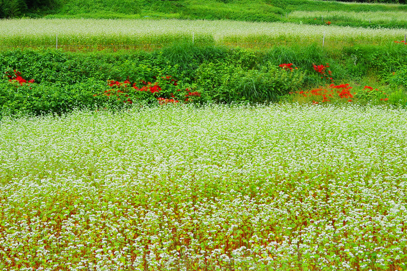 『常陸秋そばの花』　大島興洋さん撮影