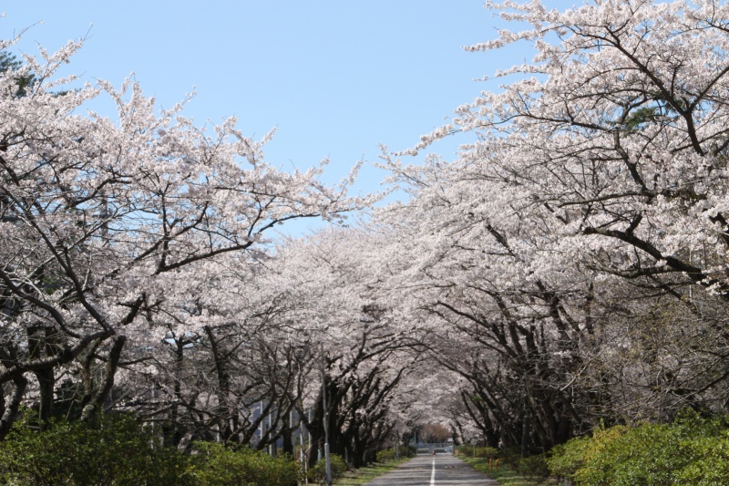 『桜のトンネル』小川正信さん撮影