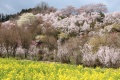 『春の訪れ』太田秀夫さん撮影
