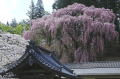 『桜降る寺』太田秀夫さん撮影