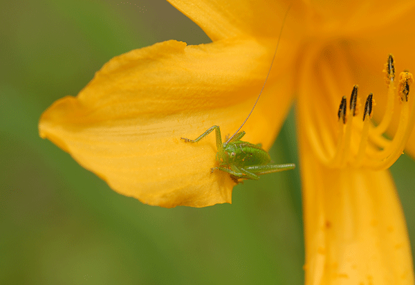 私だけの花！！